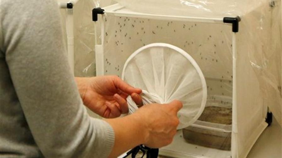 Hedor de los pies podría combatir la malaria