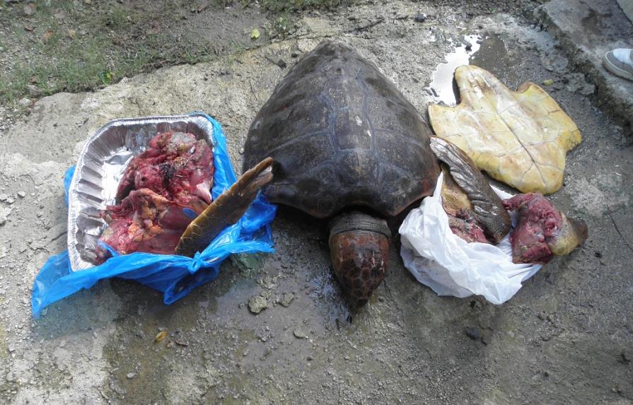 Medio Ambiente somete a tres por caza de tortugas