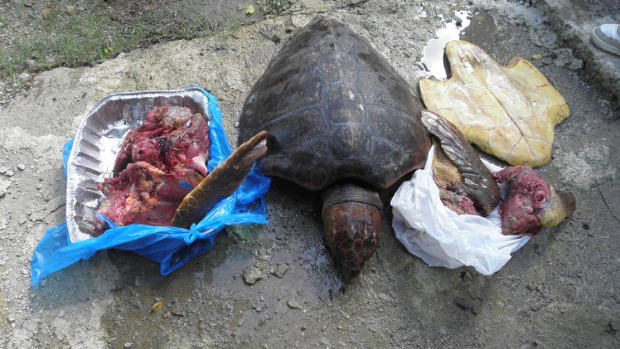 Medio Ambiente somete a tres por caza de tortugas Medio Ambiente somete a tres por caza de tortugas