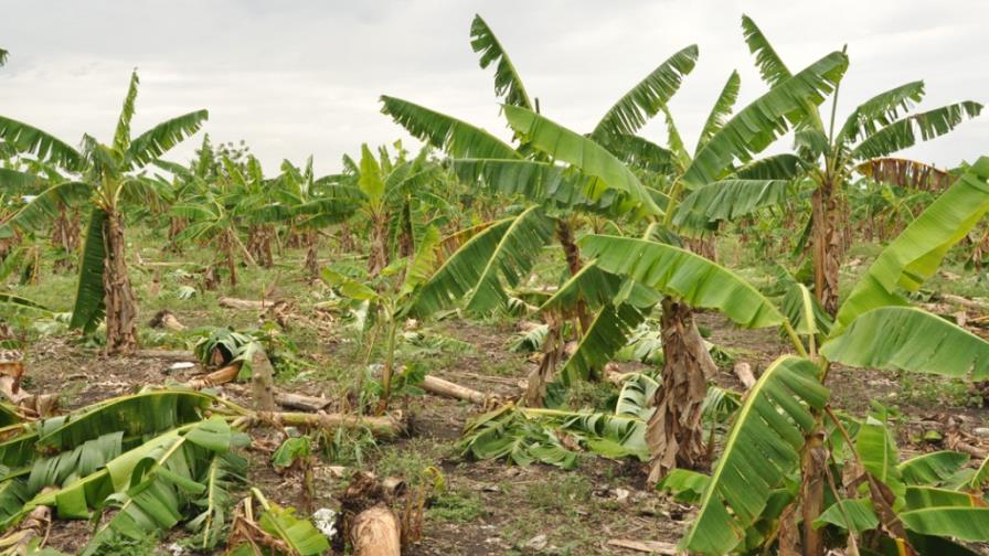 Tornado en La Vega afectó 30% de plantaciones de plátano y arroz Tornado en La Vega afectó 30% de plantaciones de plátano y arroz