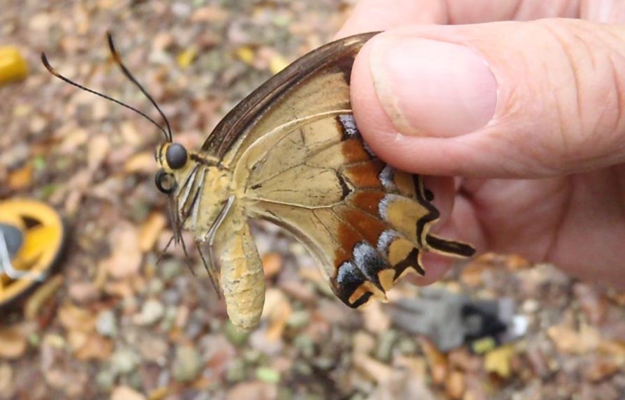 Hallan en EEUU una hembra de rara mariposa que temían a punto de extinguirse