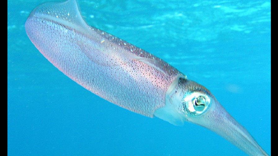 Un calamar hembra consume semen para facilitar el acto sexual, según estudio