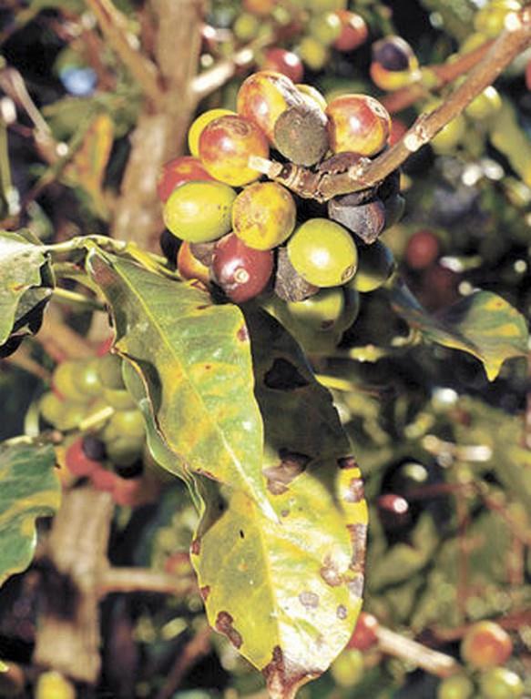 Roya reducirá en 50% nueva cosecha cafetalera salvadoreña, según productores