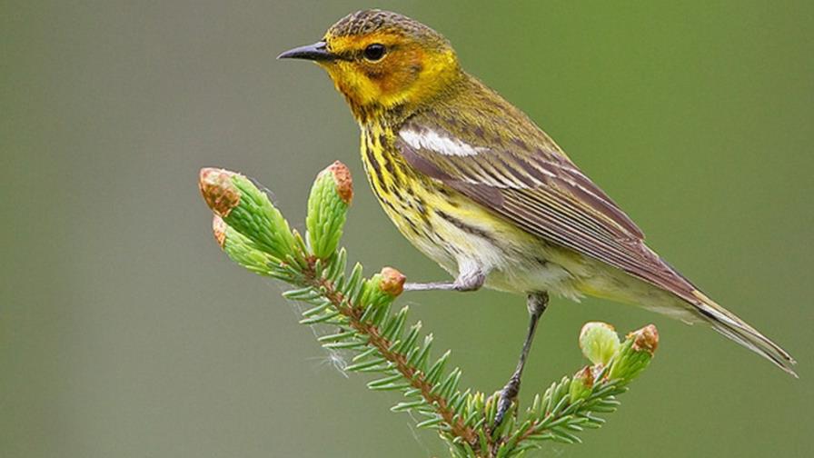 Las aves son esenciales para conocer la calidad de vida de las personas