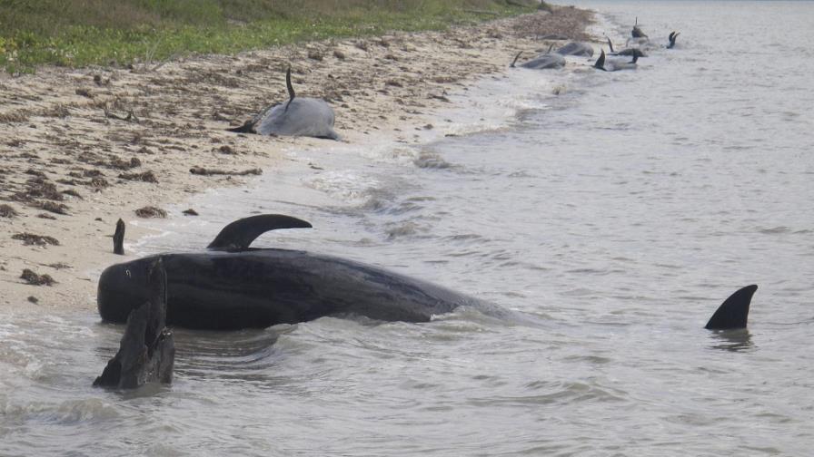 Ya son 10 las ballenas muertas en el sur de Florida y otras 40 siguen varadas