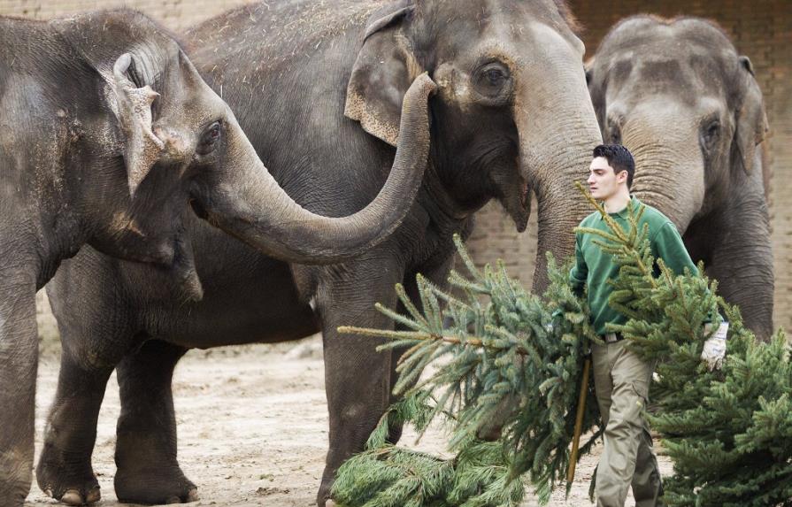 Elefantes se dan un festín con árboles de Navidad