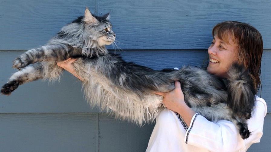 Muere en EEUU gato más largo del mundo Muere en EEUU gato más largo del mundo