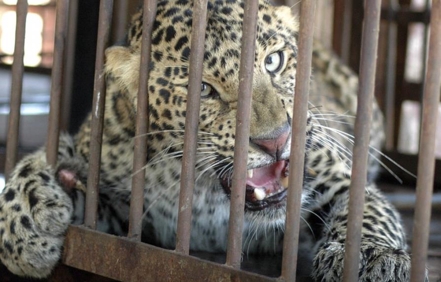 Tigre mata a su domador en circo en México