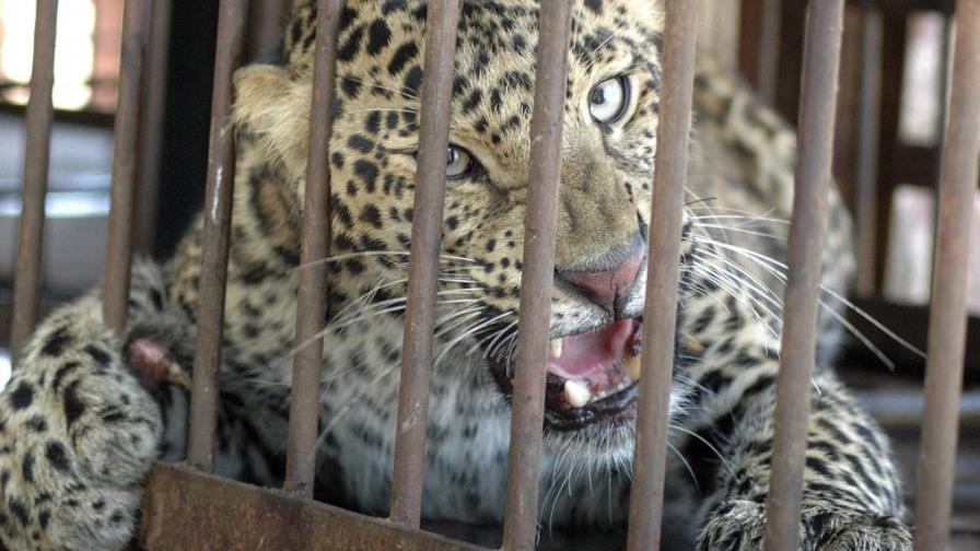 Tigre mata a su domador en circo en México