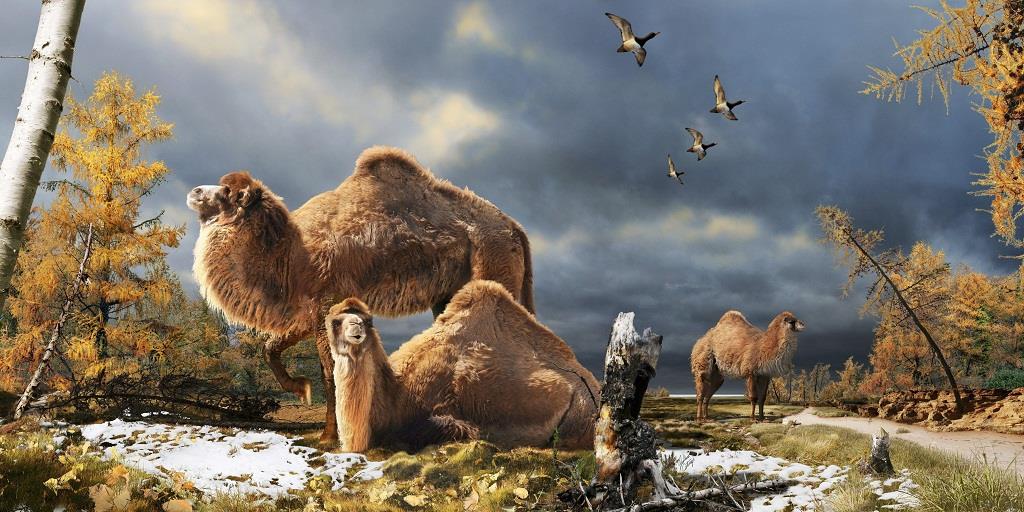 Descubren restos de un camello gigante que vivió en el Ártico canadiense