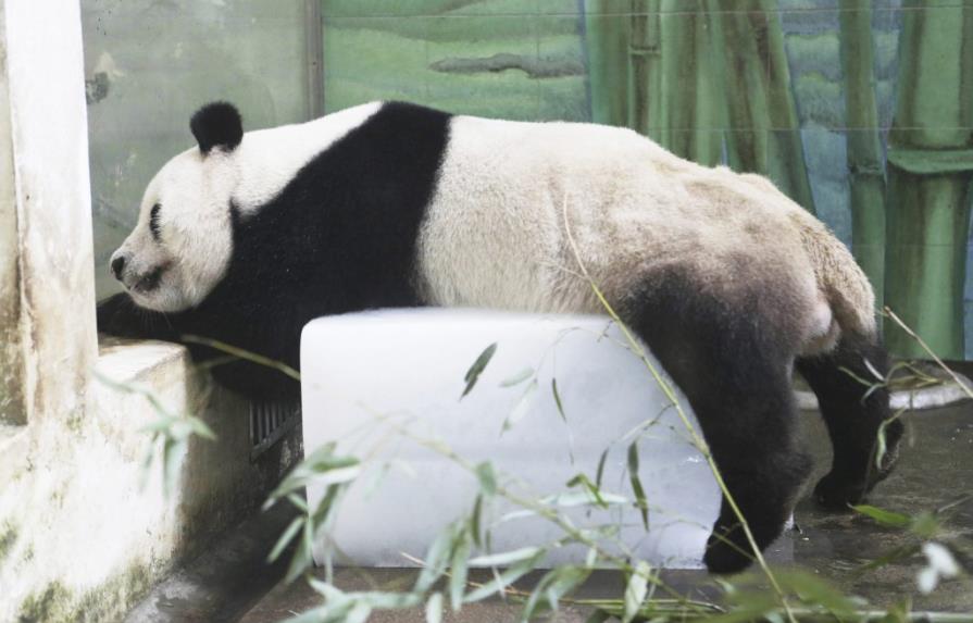 Berlín muestra 1,600 figuras de oso panda, una por cada ejemplar en libertad