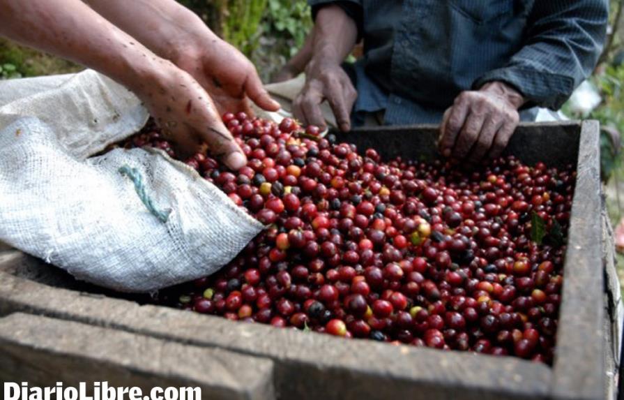 La producción de café en la República Dominicana sería un 33% menos en esta cosecha