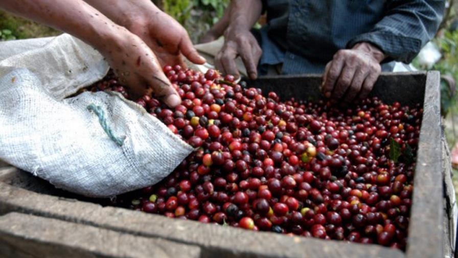 La producción de café en la República Dominicana sería un 33% menos en esta cosecha