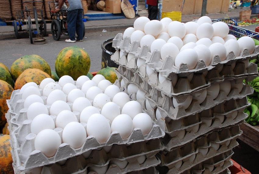 Productores de huevos dicen pierden RD$1,152 millones