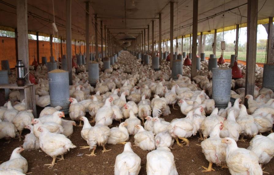 Anuncian cierre de 100 granjas de gallinas ponedoras