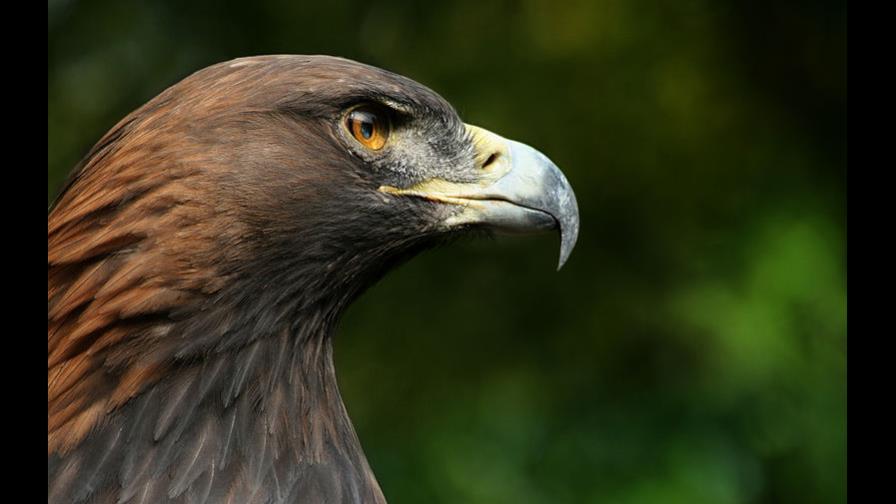 México emprende medidas de rescate al águila real, un símbolo nacional