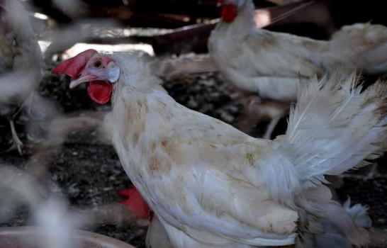 Prohibición importación aves y huevos dejará pérdidas millonarias y cierre de granjas