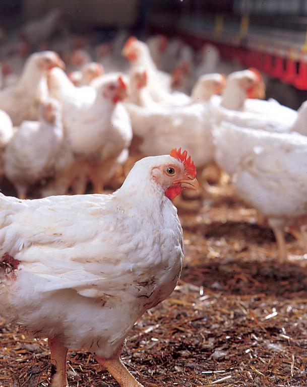 Haití no ha notificado prohibición importación de huevos y pollos