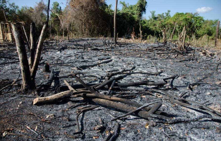 Colombia redujo su deforestación anual a 147,946 hectáreas durante 2011-2012