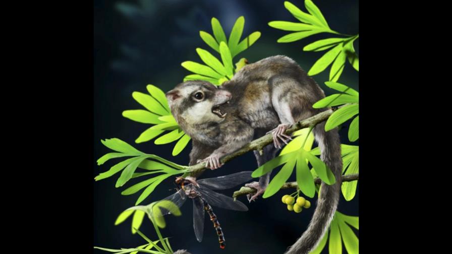 Nuevos fósiles del Jurásico añaden misterio a la evolución de los mamíferos