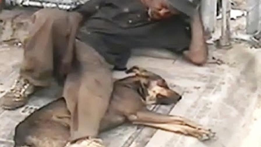 Hombre lleva nueve años viviendo con manada de perros en calle de La Romana