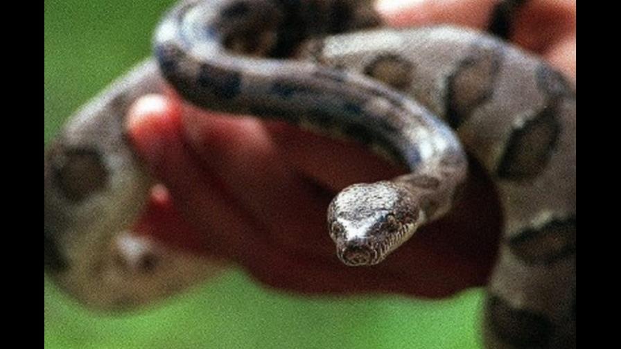 Detienen a una pareja de EE.UU. que tenía 300 animales en casa