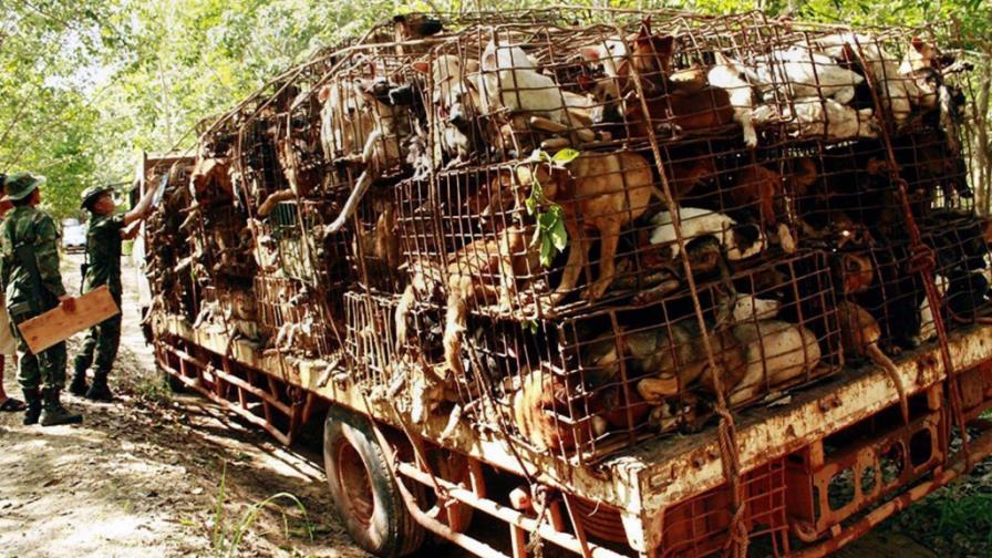 Perros salvados de ser comidos