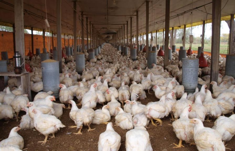 Productores de pollos cierran cien granjas