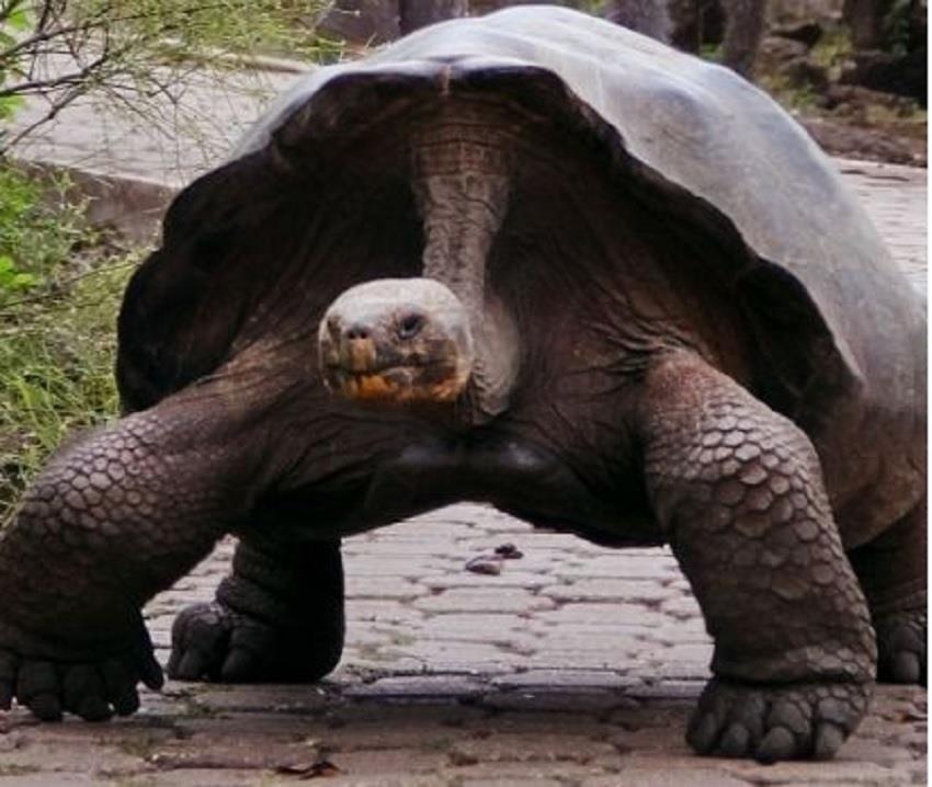 Pepe El Misionero, una tortuga con historia