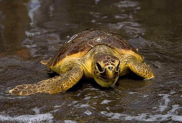 El Salvador advierte muerte de tortugas por algas en Pacífico centroamericano