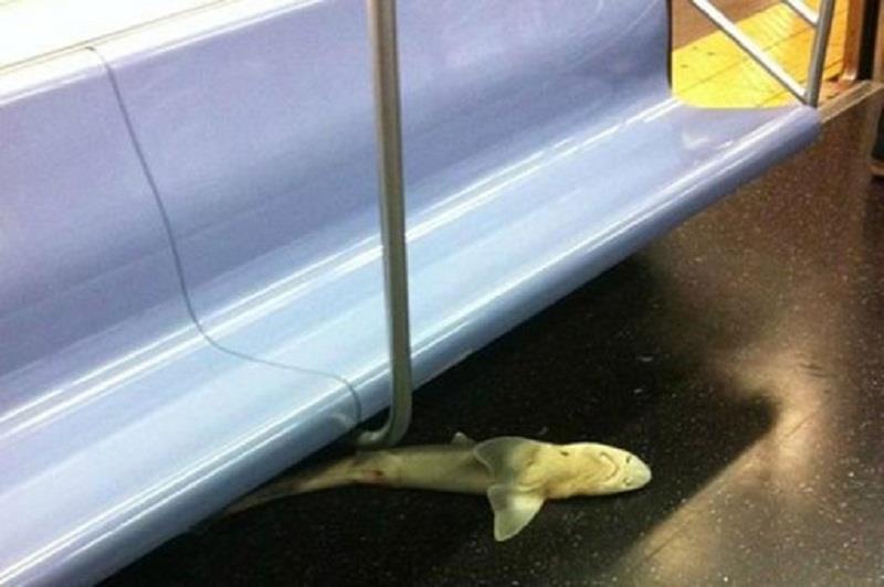 Aparece un tiburón en el metro de Nueva York