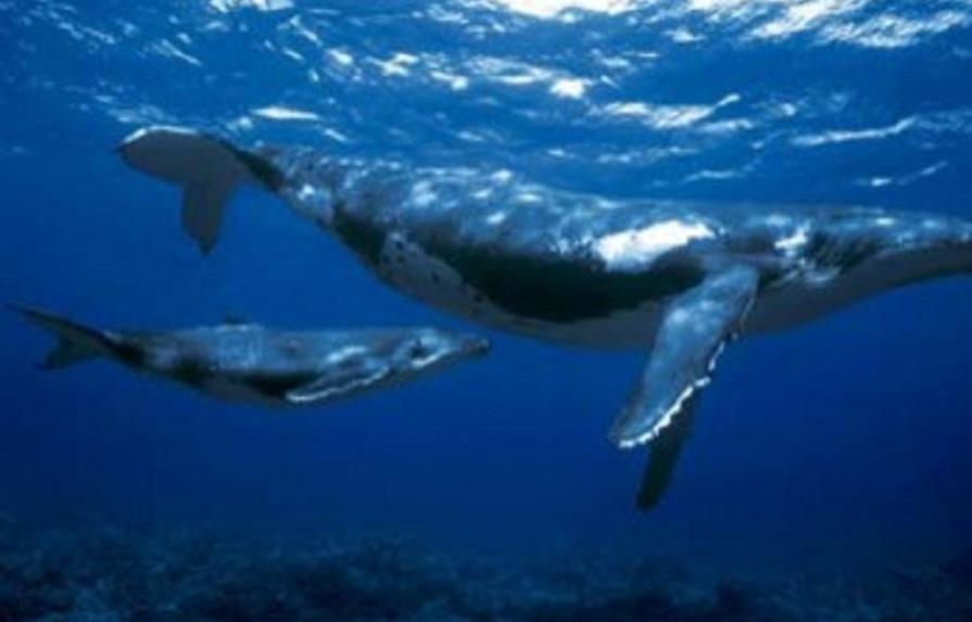 Expertos buscan en Uruguay potenciar avistamiento ballenas en Latinoamérica