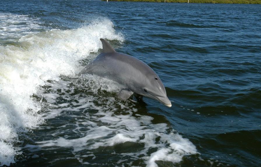 El delfín, el animal con más memoria