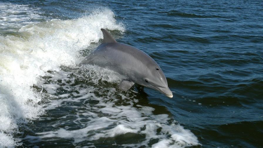 El delfín, el animal con más memoria