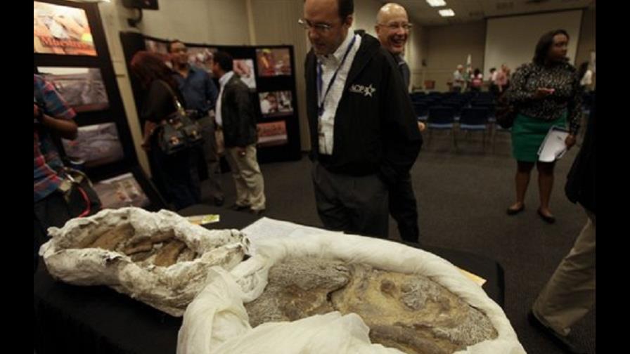 Fósiles de rinocerontes hallados en ampliación de canal de Panamá