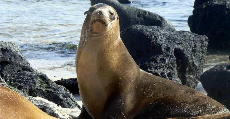 El archipiélago de Galápagos se vuelca en defensa de sus lobos marinos