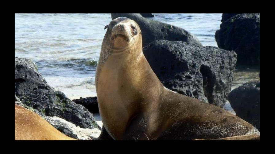 El archipiélago de Galápagos se vuelca en defensa de sus lobos marinos