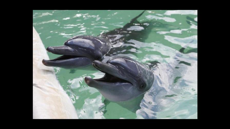 El animal con más memoria es... el delfín