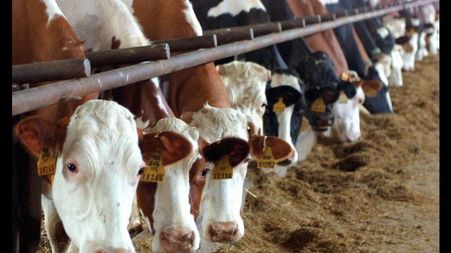 Productores agropecuarios piden más control sanitario en importación de leche Productores agropecuarios piden más control sanitario en importación de leche