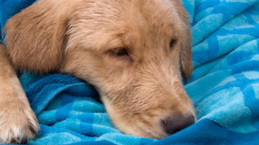 El Distemper o moquillo canino