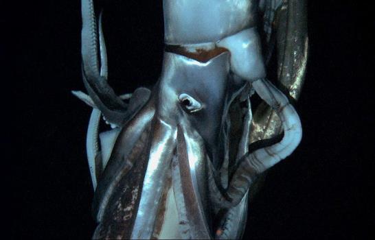 Captan en Japón primeras imágenes de un calamar gigante