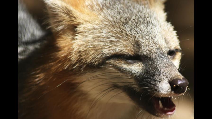 Un zorro ataca a un bebé en su casa de Londres