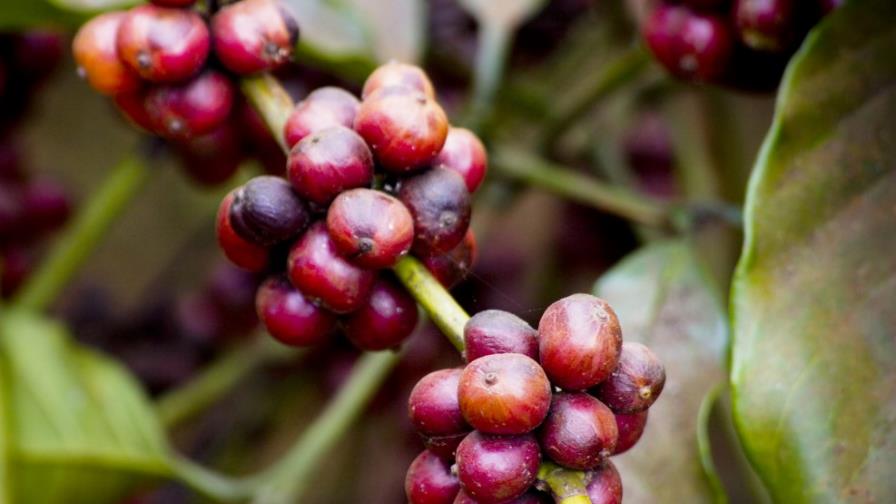 Codocafé anuncia instalación de 22 viveros para renovar plantaciones