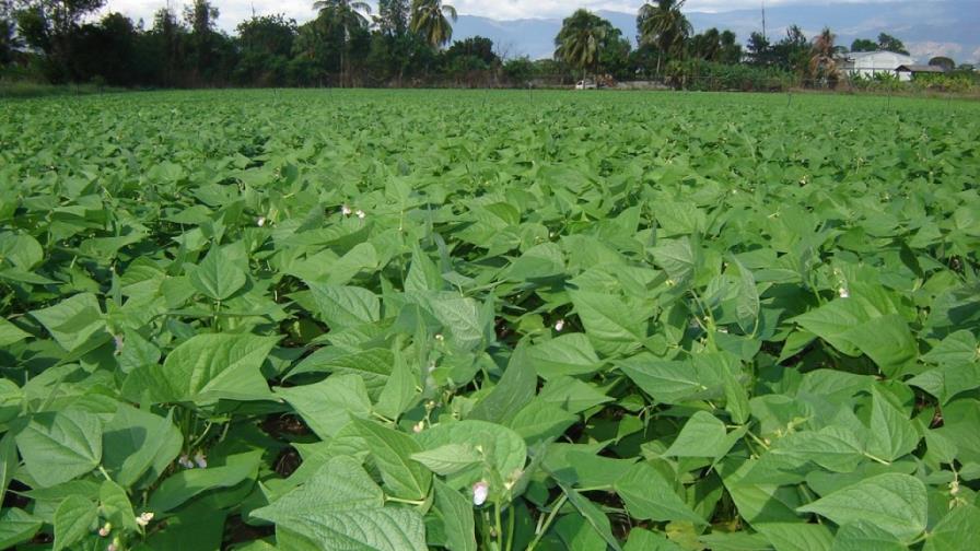 Tecnologías agrícolas del IDIAF contribuyen a mitigar la crisis alimentaria en Haití Tecnologías agrícolas del IDIAF contribuyen a mitigar la crisis alimentaria en Haití