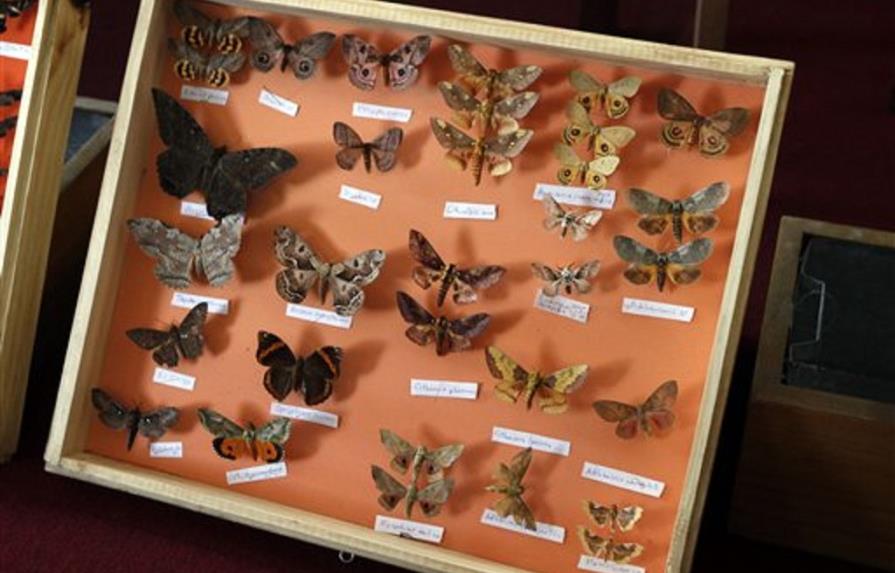 Entregan a museo insectos confiscados en Bolivia