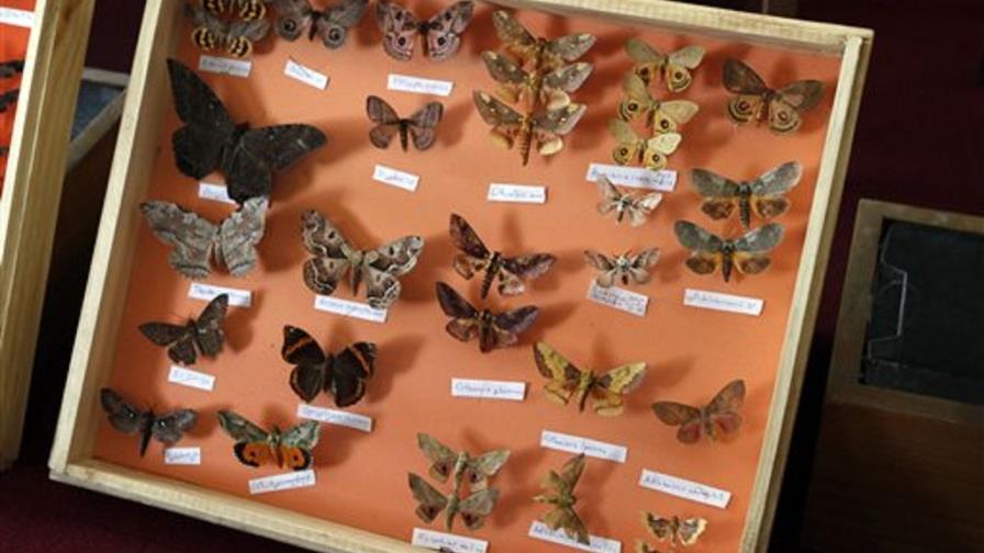 Entregan a museo insectos confiscados en Bolivia Entregan a museo insectos confiscados en Bolivia