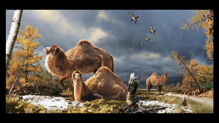 Investigadores descubren restos fósiles de un camello gigante