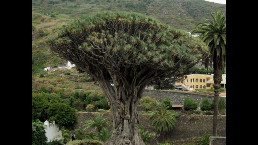 Brotan en Reino Unido las primeras flores del drago, originario de Canarias Brotan en Reino Unido las primeras flores del drago, originario de Canarias