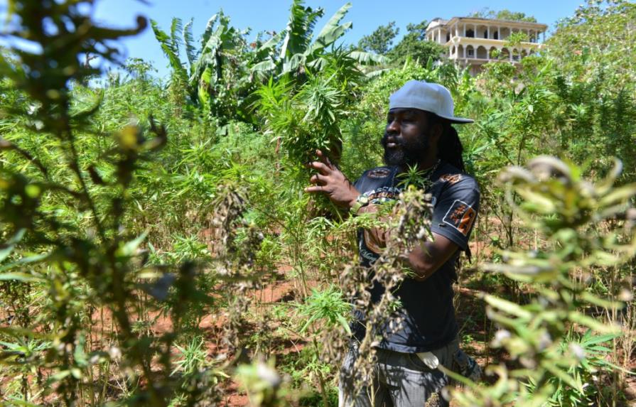 Jamaica ofrece visitas a plantaciones de marihuana