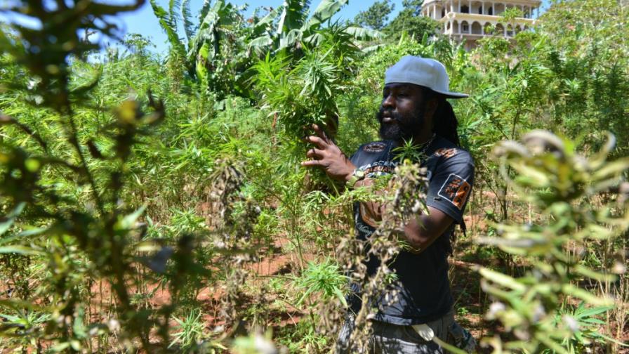 Jamaica ofrece visitas a plantaciones de marihuana